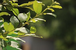 樹,科,葉子
