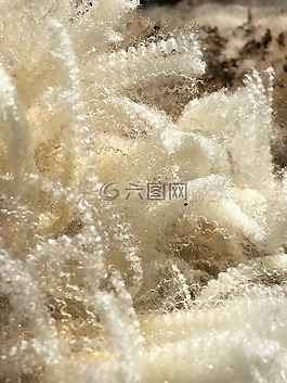 羊毛,剪,剪切
