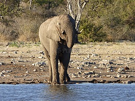 野生動物,大象,納米比亞
