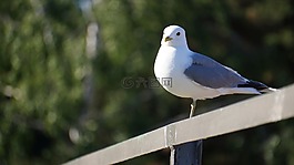 鳥,貓叫聲,鷗canus