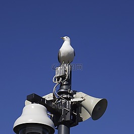 鳥,海鷗,揚聲器