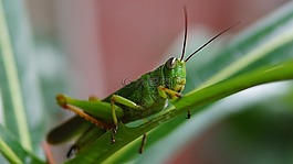 蝗蟲,綠色,昆蟲