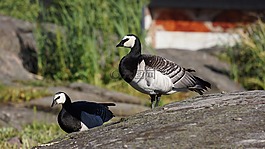 鵝,藤壺鵝,雁leucopsis