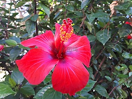 芙蓉,花,紅色