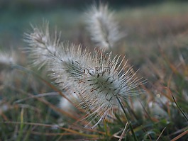 草,野生,杂草