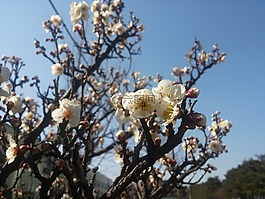 春天,鮮花,天空