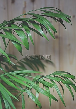 裝飾廠,綠色,葉子