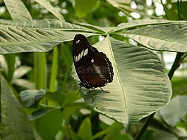 蝴蝶,昆虫,大