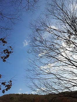 冬季,木材,冬天樹