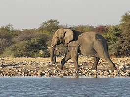 野生動物,大象,納米比亞