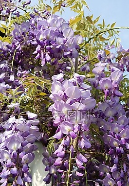 紫色,植物區(qū)系,花