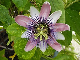激情花,開花,雌蕊