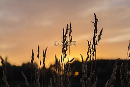 散景,棕色,天空