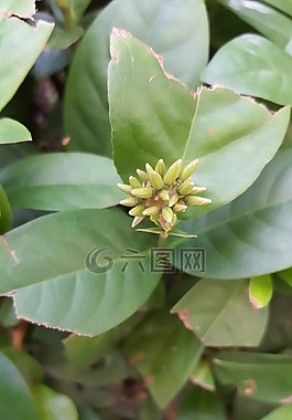 綠色,植物,葉