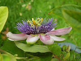 激情花,開花,關(guān)閉