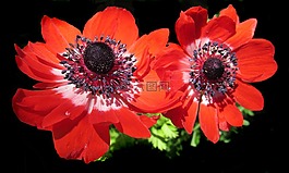 花,銀蓮花,紅色