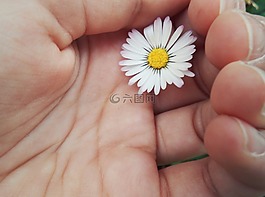 手,手掌,雛菊