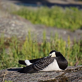睡鳥,鳥,鵝