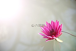 植物區(qū)系,花,蓮花