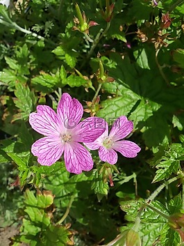苏格兰的紫色,花,性质