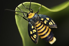 昆蟲,蛾,飛行