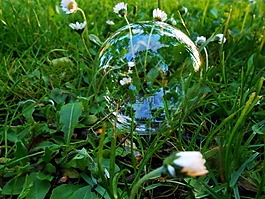 草,雛菊,葉子