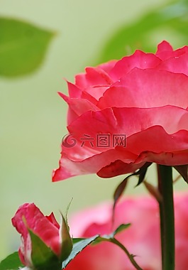 玫瑰,花園,粉紅色