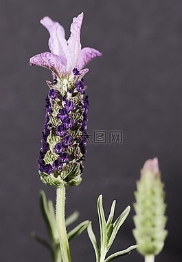 薰衣草,花,紫色