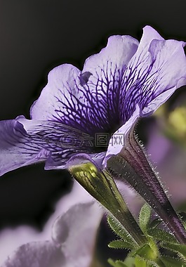 矮牽牛,花,開花