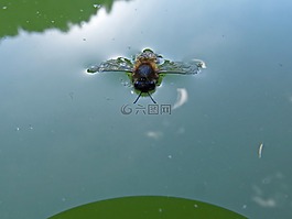 蜜蜂,淹沒了,淹