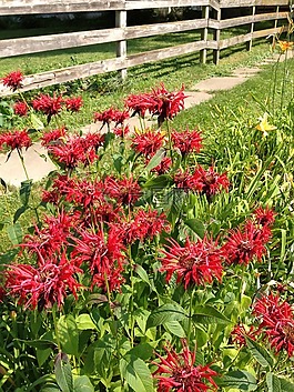 野花,鲜花,蜜蜂香膏