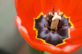 花,特寫,紅色花