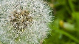 蒲公英,性質(zhì),植物