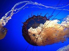 海蜇,和平,海