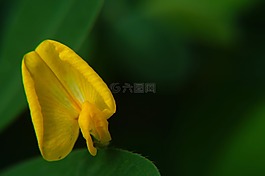 microphotographing,宏,鲜花