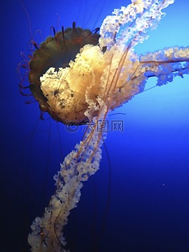 海蜇,藍(lán)色,生物