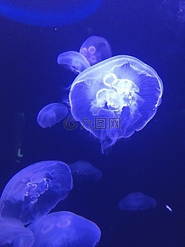 海蜇,藍(lán)色,白