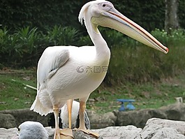 鵜,鳥,新加坡鳥-公園