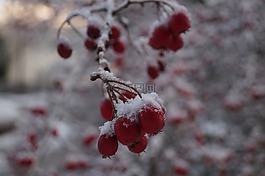 浆果,雪,冷