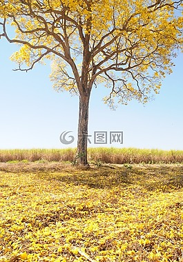树,黄色,春