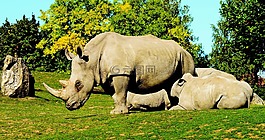 白犀牛,ceratotherium simum,動物