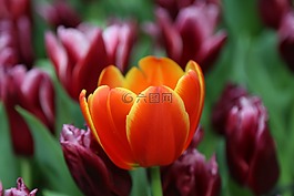 郁金香,鮮花,自然