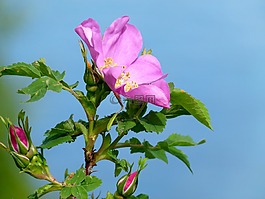野玫瑰,野生,植物
