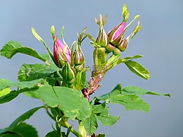 野玫瑰,芽,野生