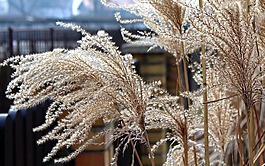 草,干草,冬季