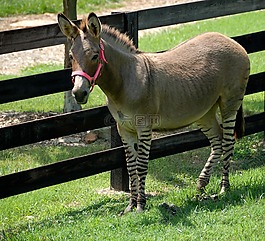 驴,zonkey,混合的品种