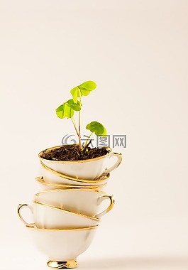 茶,杯,植物