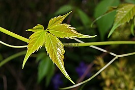登山者,葡萄酒的合作伙伴,葉子