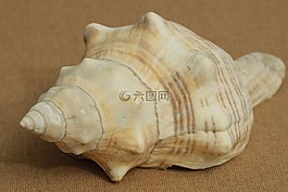 外殼,海,海洋