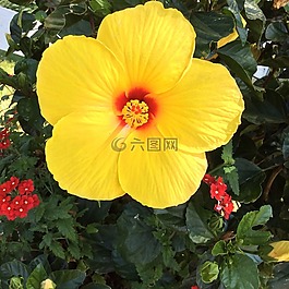 槿,花,美